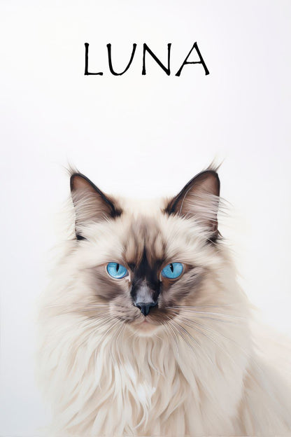 Birman Cat Luna