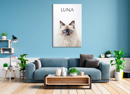 Birman Cat Luna