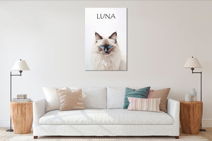 Birman Cat Luna