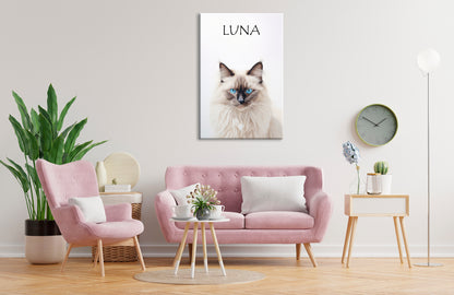 Birman Cat Luna